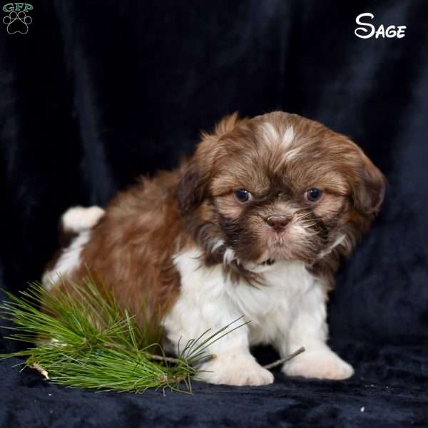 Sage, Shih Tzu Puppy
