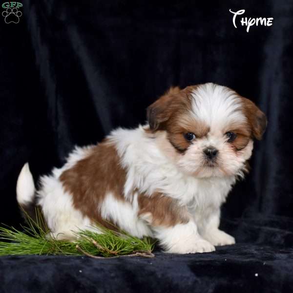 Thyme, Shih Tzu Puppy