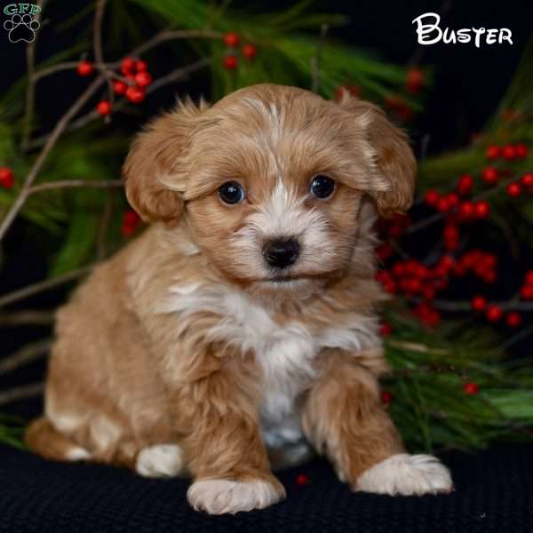Buster, Morkie-Poo Puppy