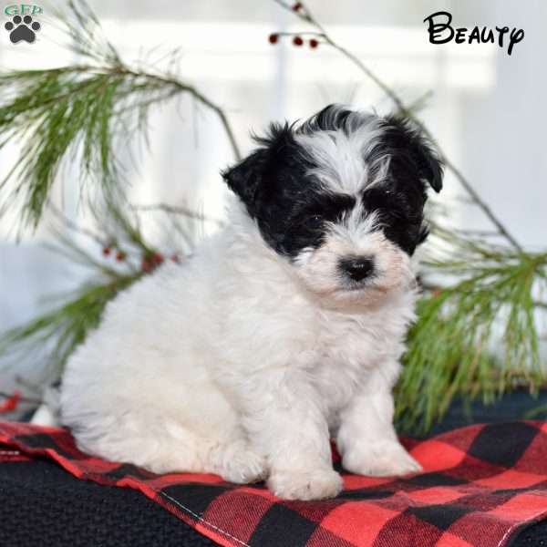 Beauty, Morkie-Poo Puppy