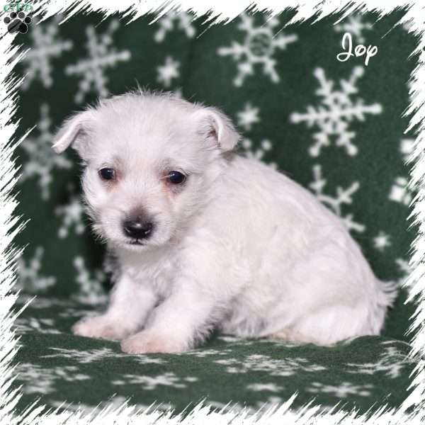Joy, West Highland Terrier Puppy