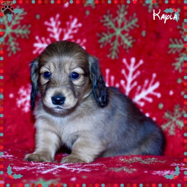 Kayla (mini), Dachshund Puppy
