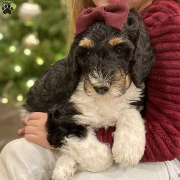 Dove, Bernedoodle Puppy