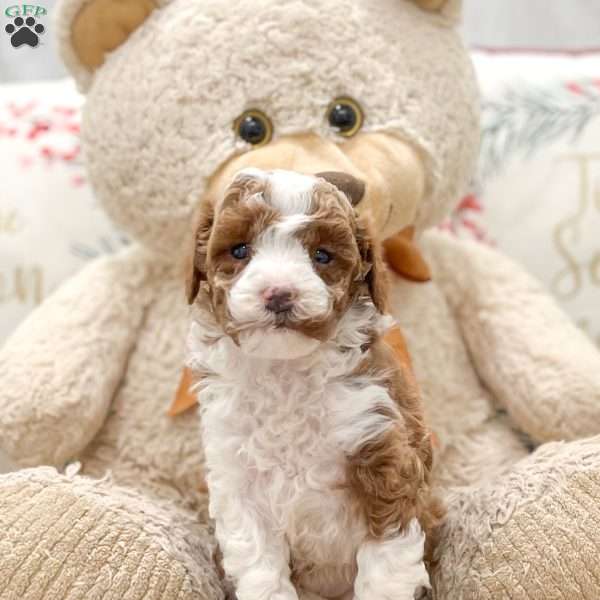 Cleo, Miniature Poodle Puppy