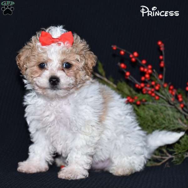 Princess, Maltipoo Puppy