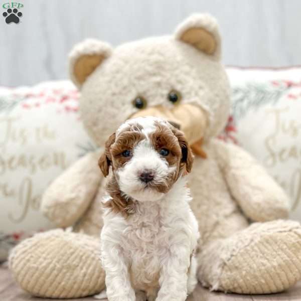 Camilla, Miniature Poodle Puppy