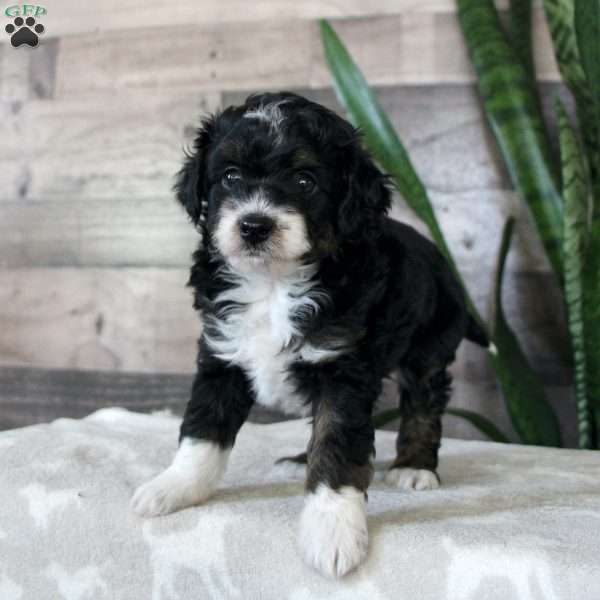 Chester, Mini Aussiedoodle Puppy