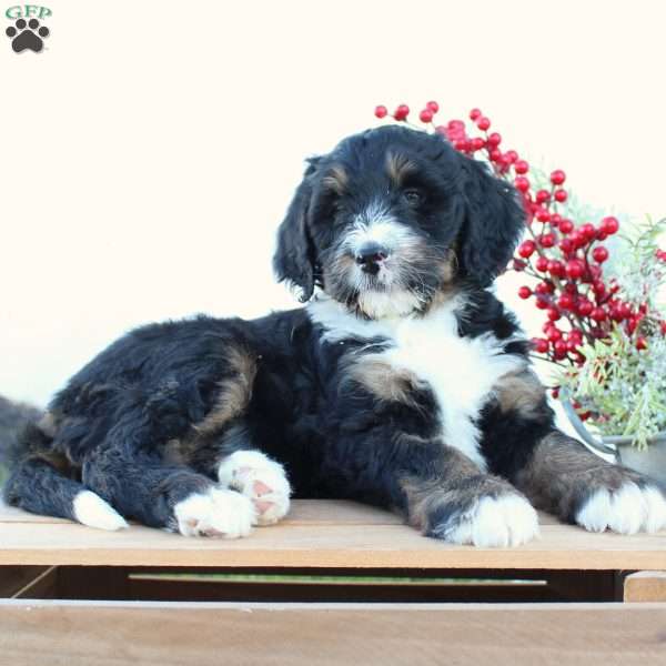 Casey, Bernedoodle Puppy