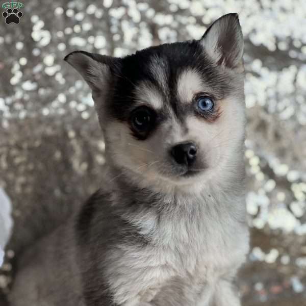 Sissy, Alaskan Klee Kai Puppy
