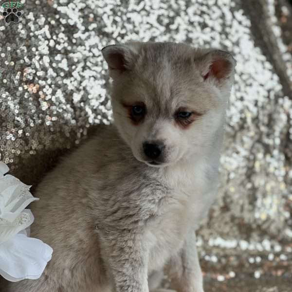 Sally, Alaskan Klee Kai Puppy