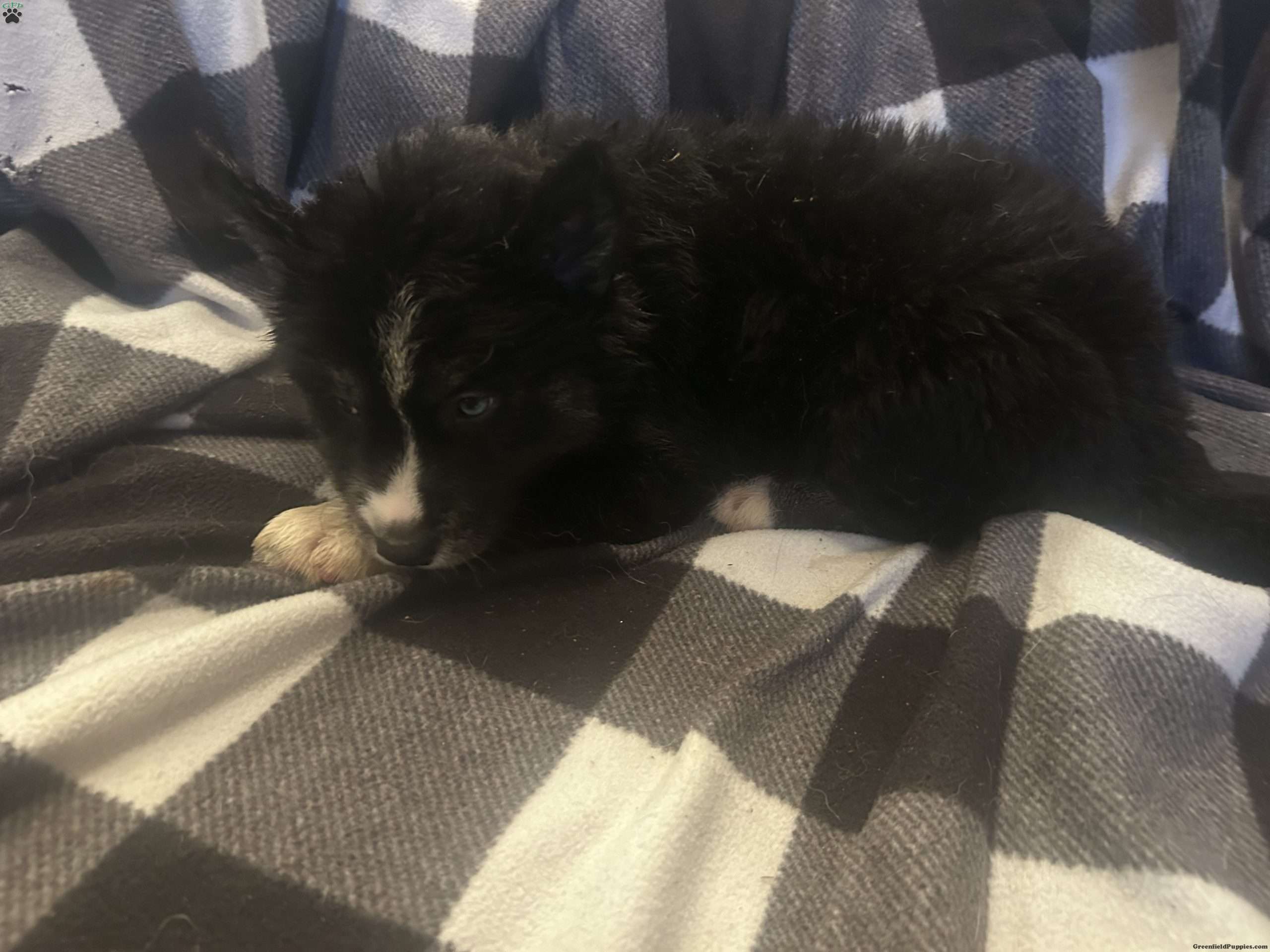 Beast Siberian Husky Puppy For Sale in Maryland