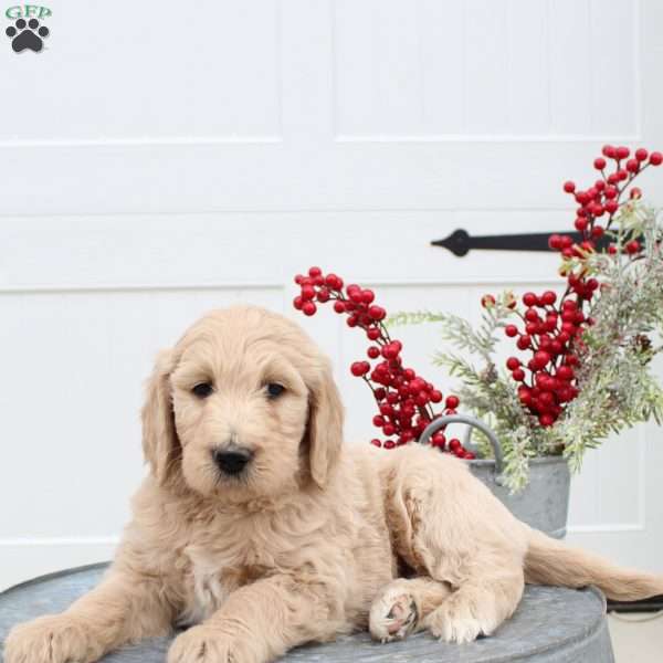 Tailyn, Goldendoodle Puppy