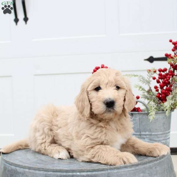 Tracy, Goldendoodle Puppy