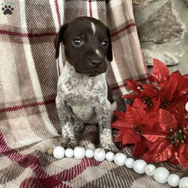 Shelby, German Shorthaired Pointer Puppy