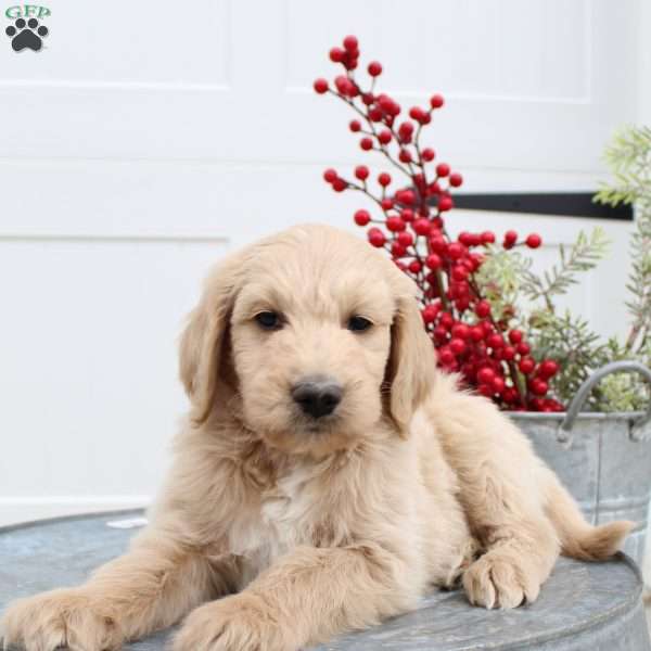 Tucker, Goldendoodle Puppy