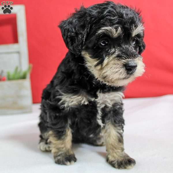 Reese, Mini Schnoodle Puppy