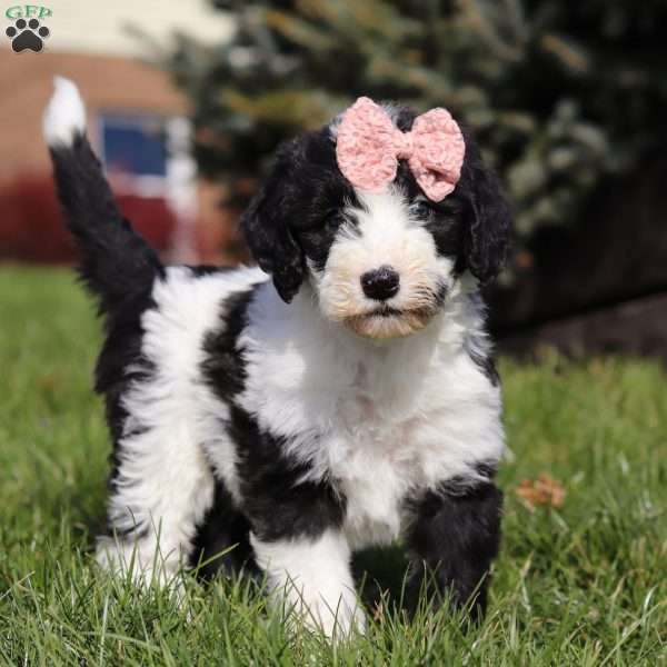 Icelyn, Sheepadoodle Puppy