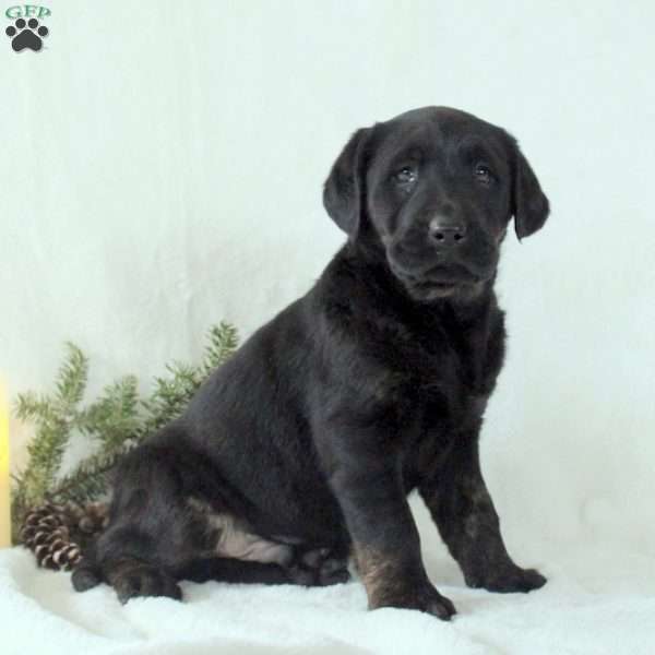 Idris, Black Labrador Retriever Puppy