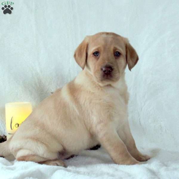 Imogen, Yellow Labrador Retriever Puppy