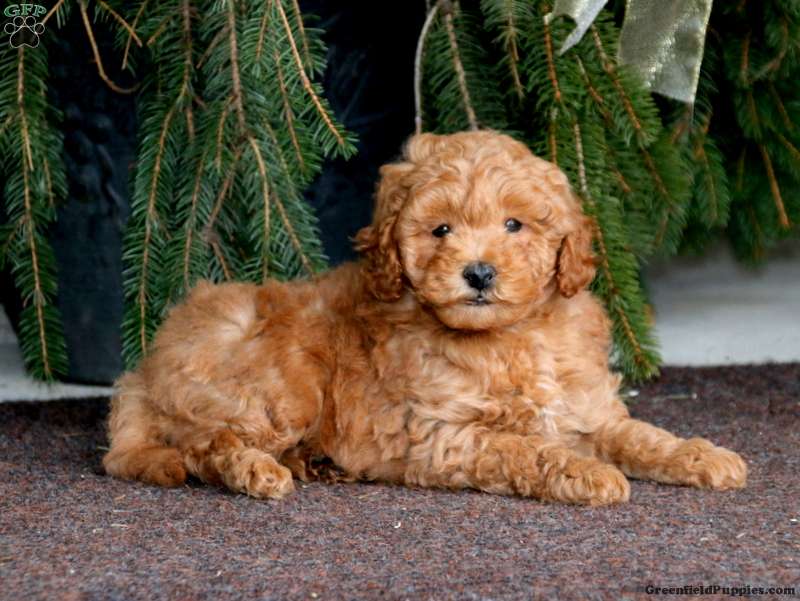 Mini goldendoodle greenfield sales puppies