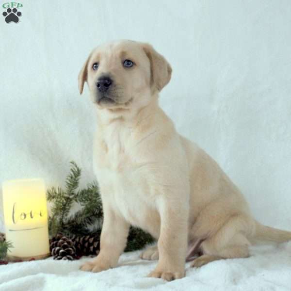 Ivan, Yellow Labrador Retriever Puppy