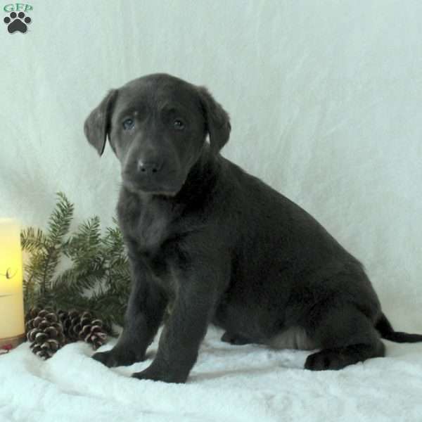 Ivy, Charcoal Labrador Retriever Puppy
