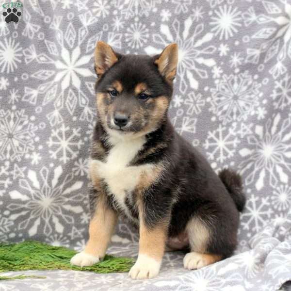 Jace, Shiba Inu Puppy