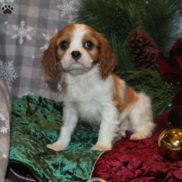 Jackie, Cavalier King Charles Spaniel Puppy