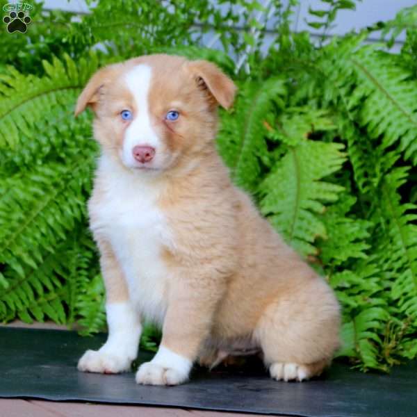 Jaden, Australian Shepherd Puppy