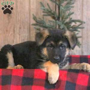 German Shepherd Puppies For Sale - Greenfield Puppies