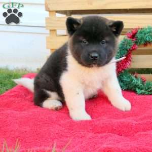 Akita Puppies for Sale - Greenfield Puppies