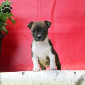 Jared, Jack Russell Mix Puppy
