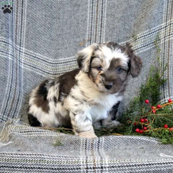 Jasper, Mini Aussiedoodle Puppy