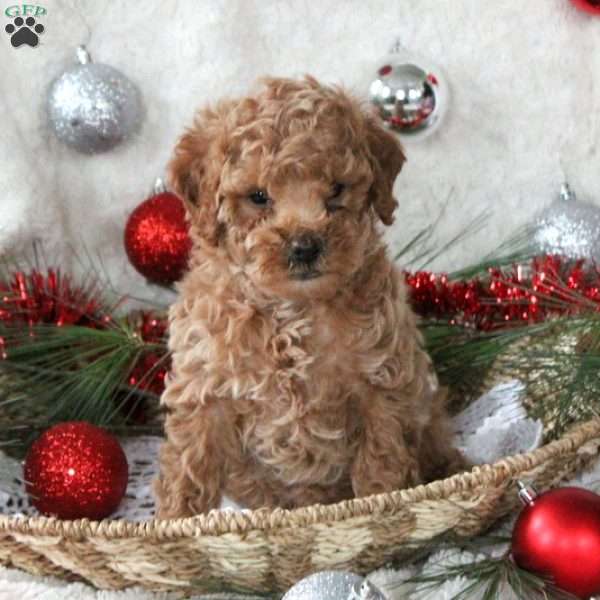 Jay, Miniature Poodle Puppy