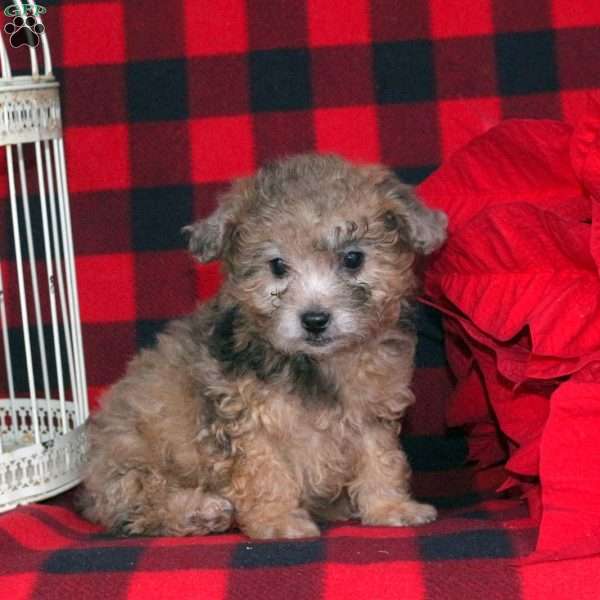 Jenkins, Toy Poodle Puppy