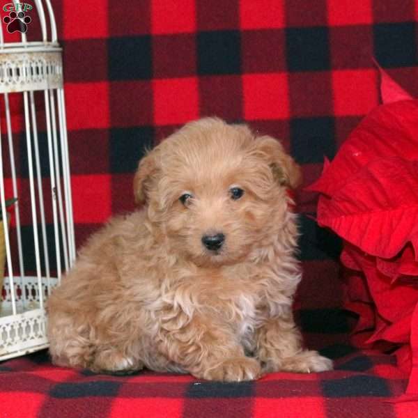 Jerry, Toy Poodle Puppy