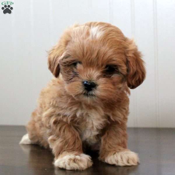 Jessie, Shih-Poo Puppy