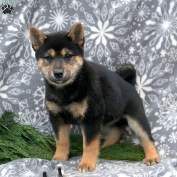 Jewel Shiba Inu Puppy For Sale In Pennsylvania