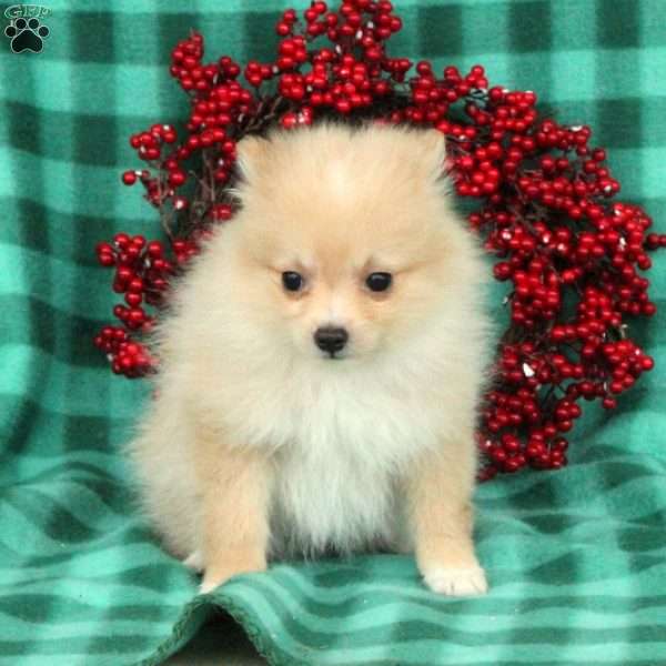 Jewel, Pomeranian Puppy
