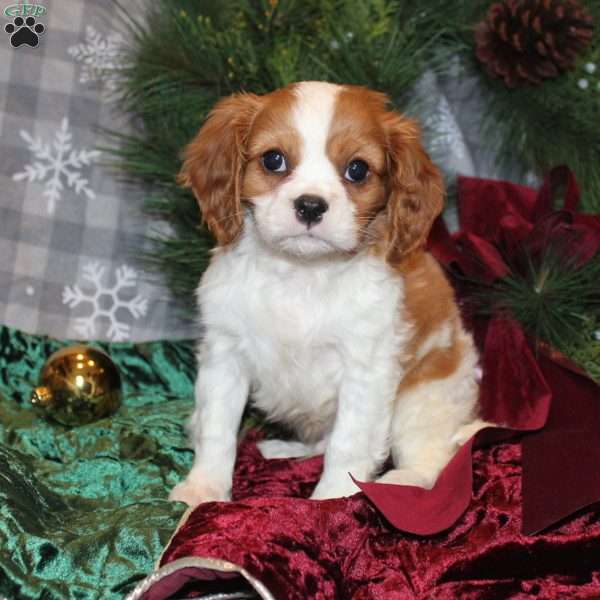 Jimmie, Cavalier King Charles Spaniel Puppy