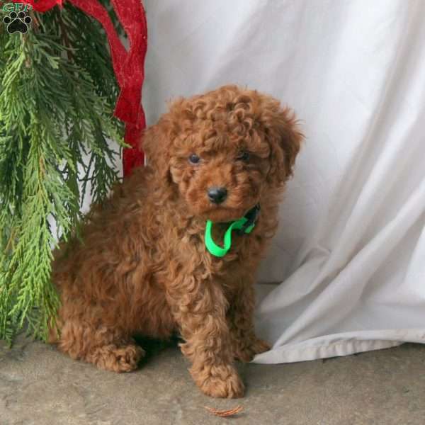 Jingle Bells, Miniature Poodle Puppy