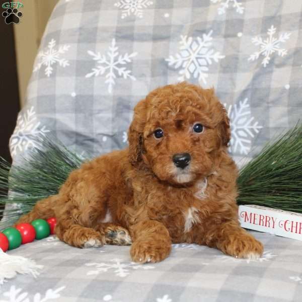 Jingle, Miniature Poodle Puppy