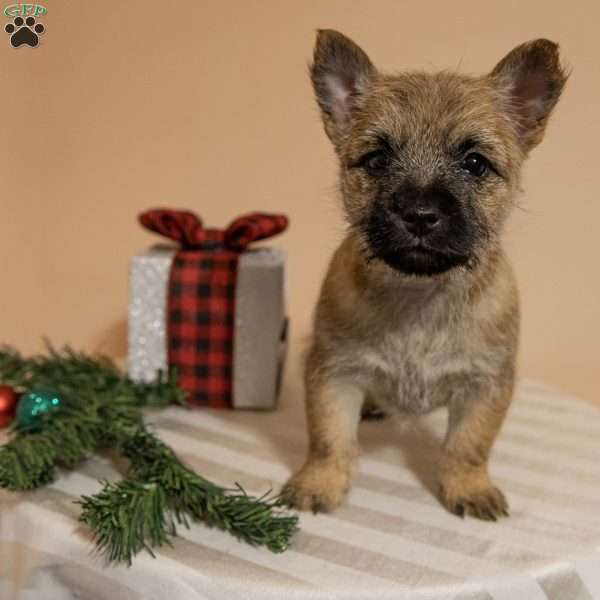 Jingle, Cairn Terrier Puppy