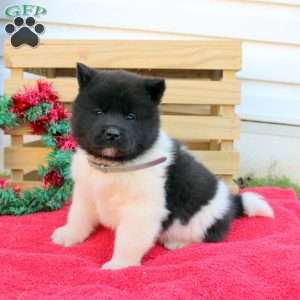 Akita Puppies for Sale - Greenfield Puppies