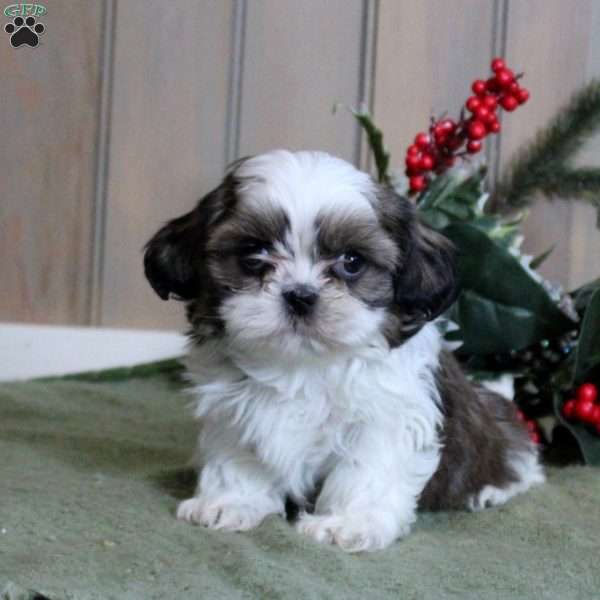 Joey, Shih Tzu Puppy