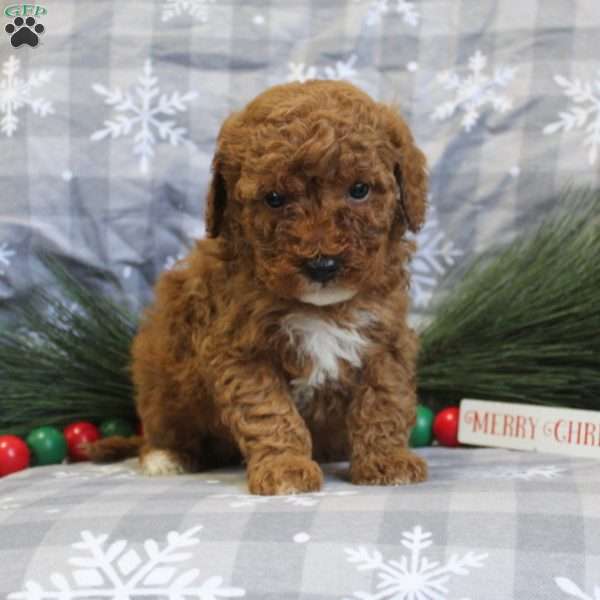 Jolly, Miniature Poodle Puppy