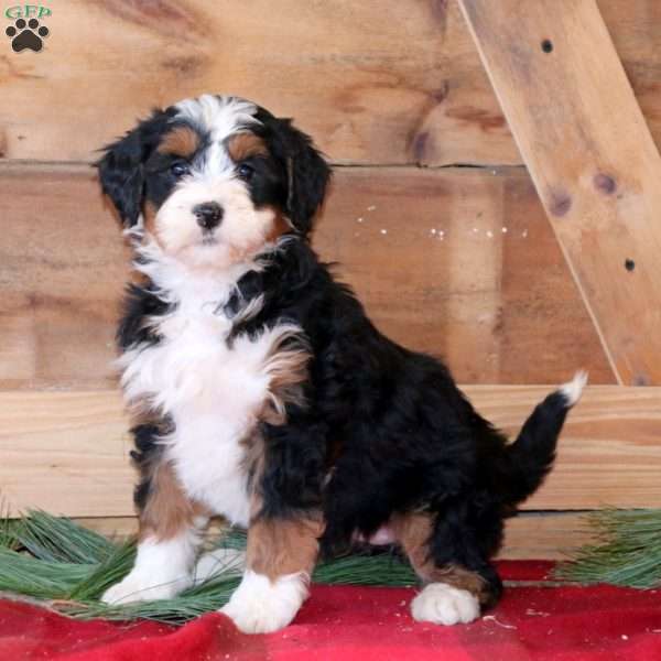 Jolly, Bernedoodle Puppy