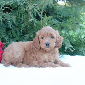 Mini Goldendoodles For Sale, F1b & F1bb