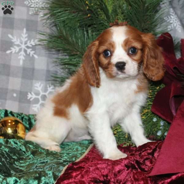 Jordie, Cavalier King Charles Spaniel Puppy