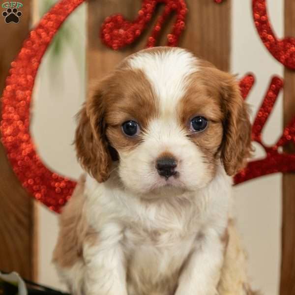 JOY, Cavalier King Charles Spaniel Puppy